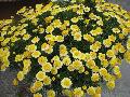 Crested Yellow Madeira  / Argyranthemum 